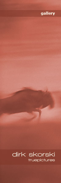 Blue Wildebeest in panic, Kalahari, South Africa
