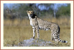 truepictures.eu photo gallery mammals: a cheetah uses the leftover of a termite hill as a lookout point to check the savannah plains of the Moremi Game Reserve in Botswana