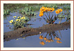 truepictures.eu Fotogalerie Pflanzen: während der Regenzeit blühen die Margeritten im Namaqualand, Südafrika