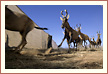 truepictures.eu photo gallery photo reportage: Game capturing of hartebeest antelopes on a private farm in Central Namibia